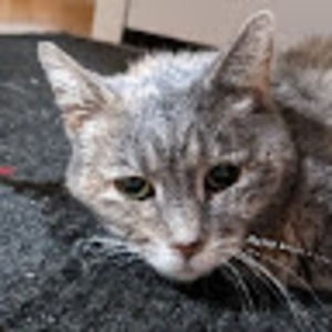 Meet your Posher, Ben